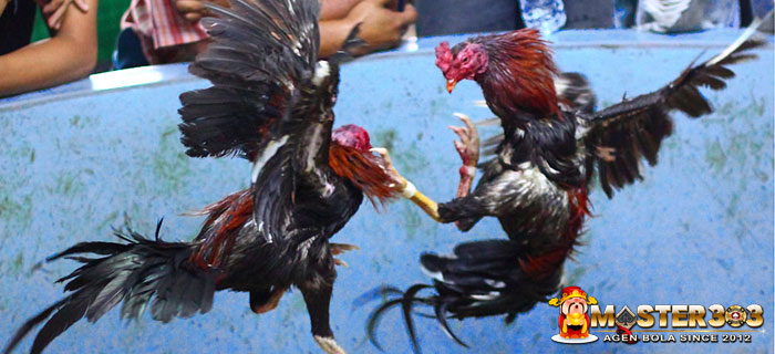 Pukulan Ayam Bangkok Aduan Hingga Mematikan