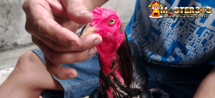Pelatihan Serta Perawatan Ayam Bangkok Aduan Usia Muda