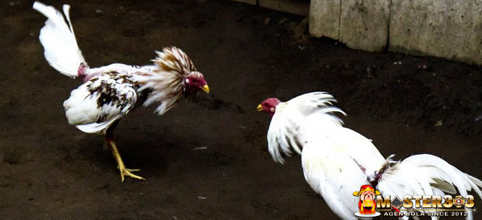 Katuranggan Ayam Bangkok Kinantan Putih